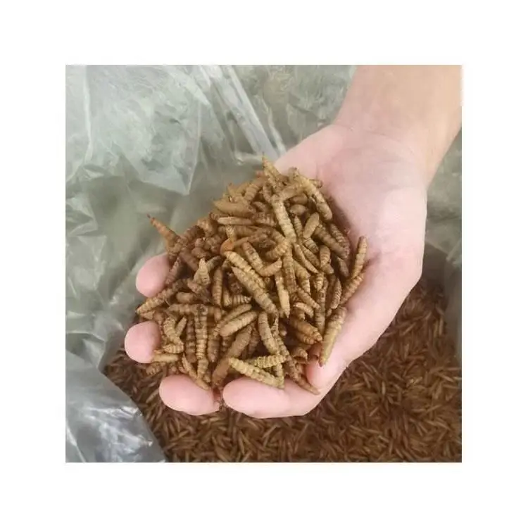 Лучшие продажи кормов насекомых белок живой личинки Черный Летающий солдат