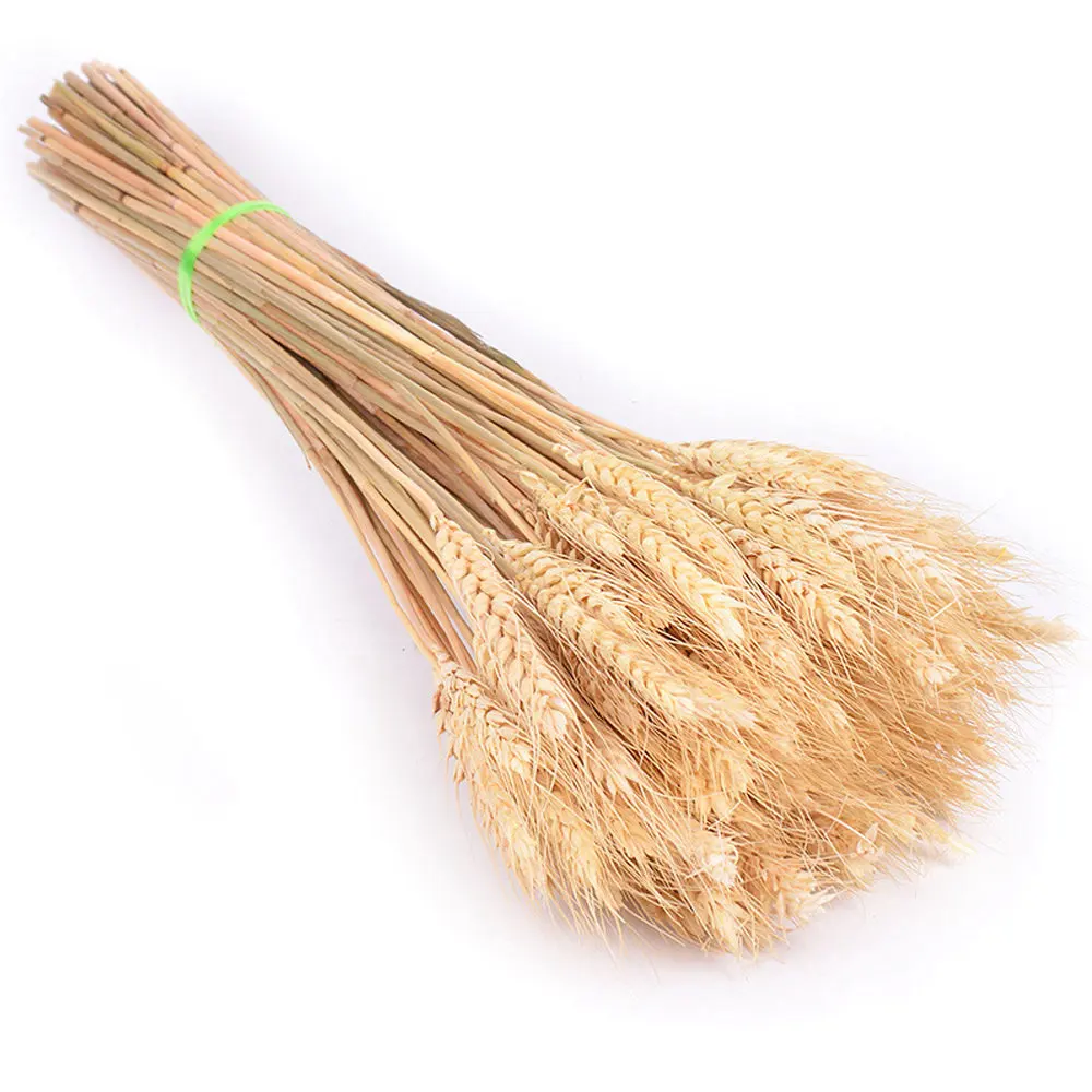 Fall Flower Arrangement Colorful Barley Straw Dried Wheat Flowel barley dried flowers preserved flower barley