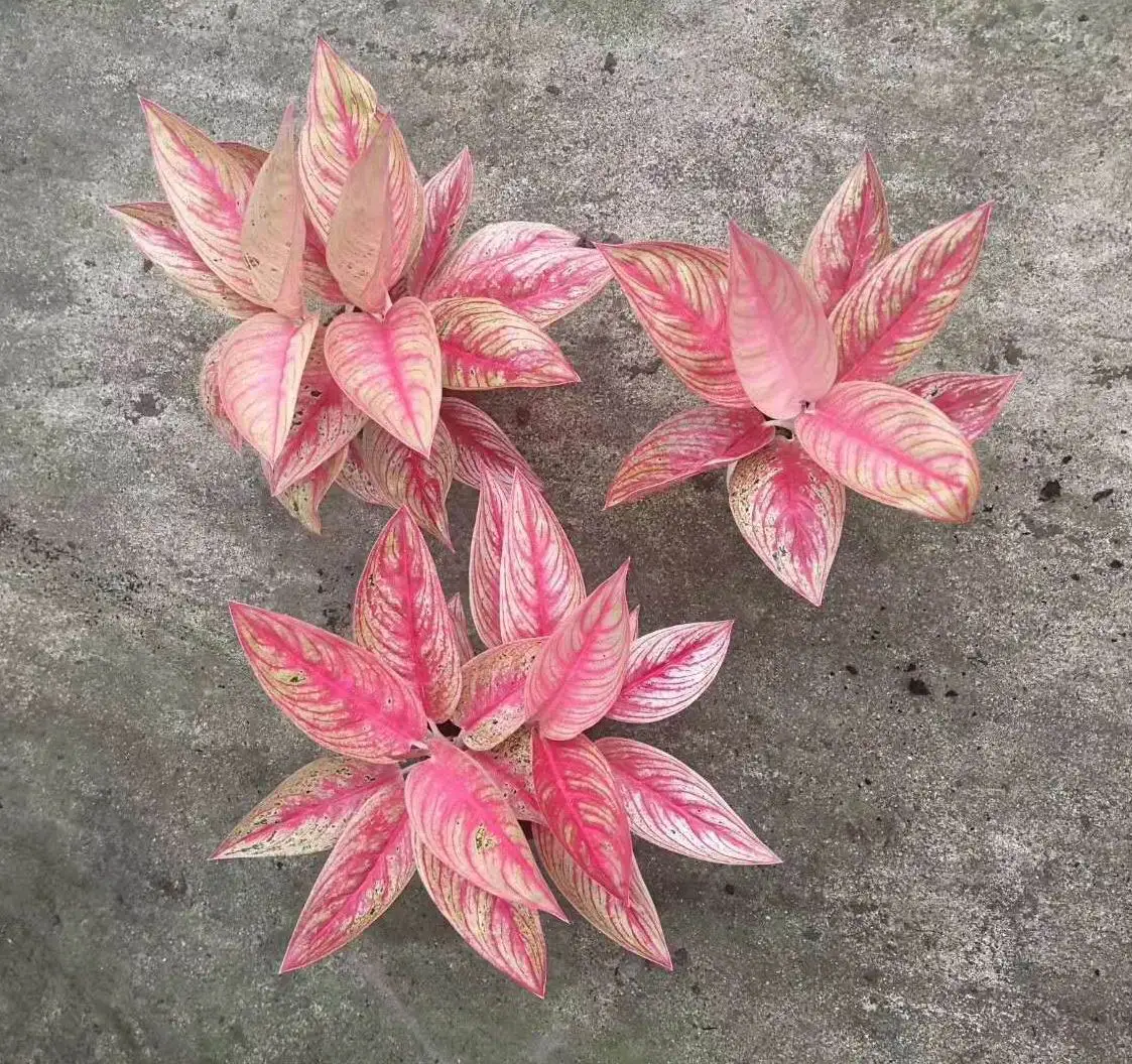  Низкая цена оптовая продажа красивая золотая звезда орнамент Aglaonema листва живые растения