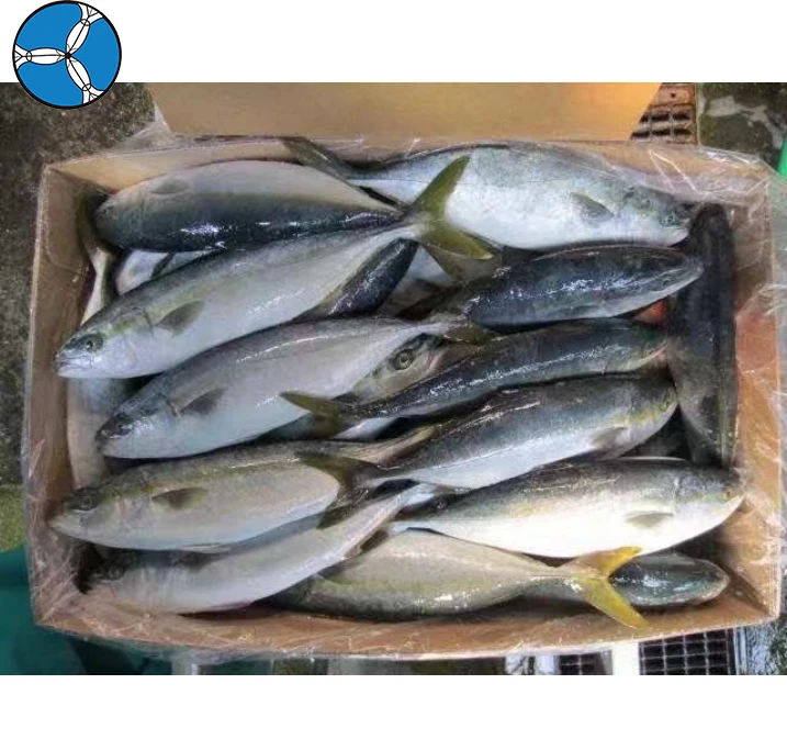 Good Price Top Quality Frozen Fish Yellow Tail Whole Fish for Sale