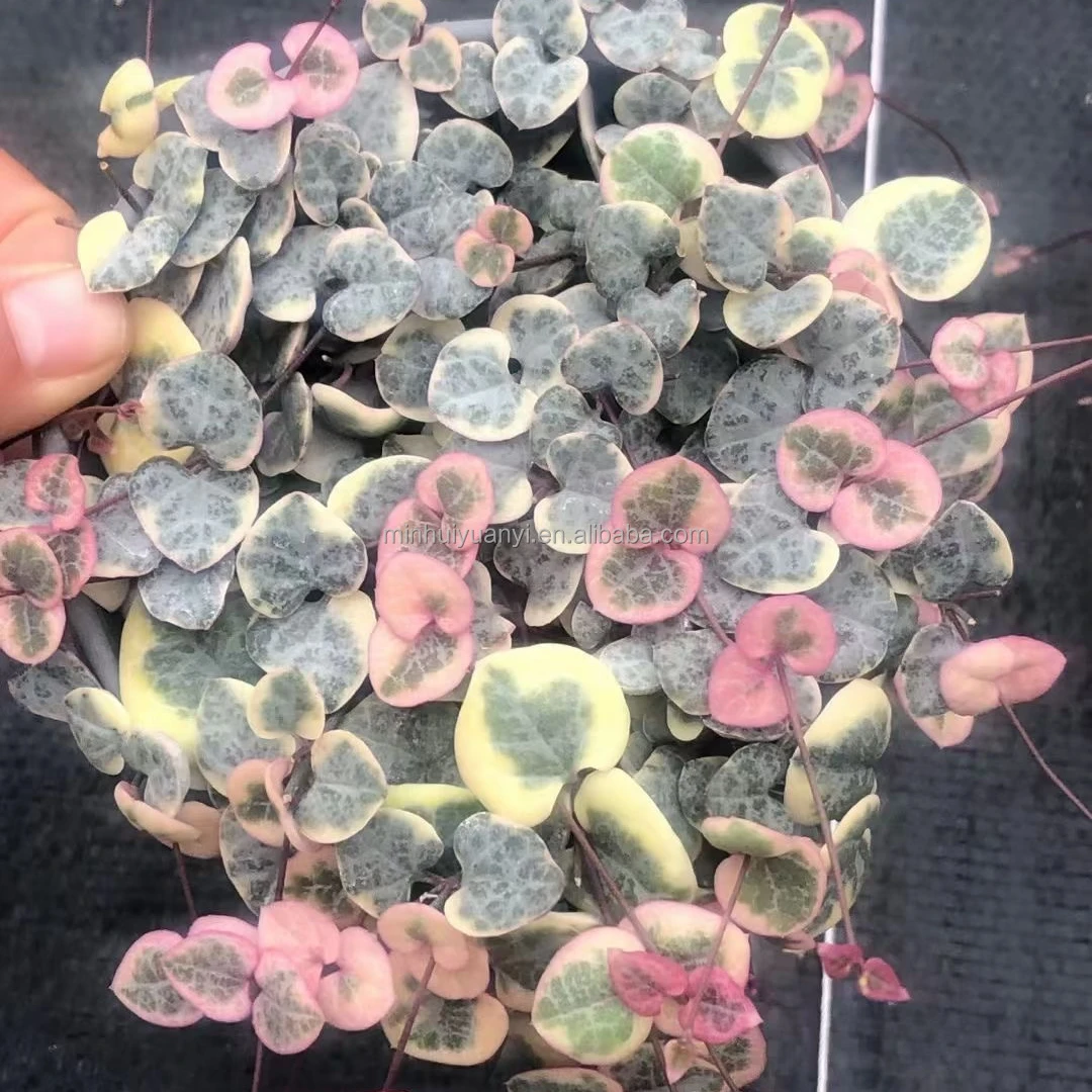 12cm Pot Live Plant Succulent  Plants Ceropegia woodii varagata var.  Decor for Nursery Real Natural Indoor Plants