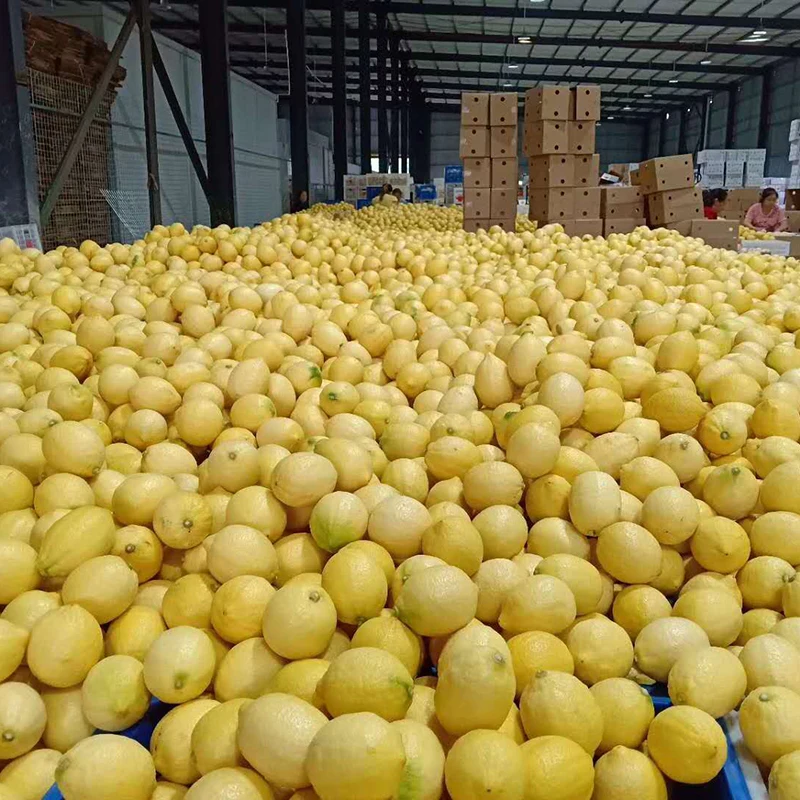 China Wholesale Top Quality Fresh Lemon In Bulk