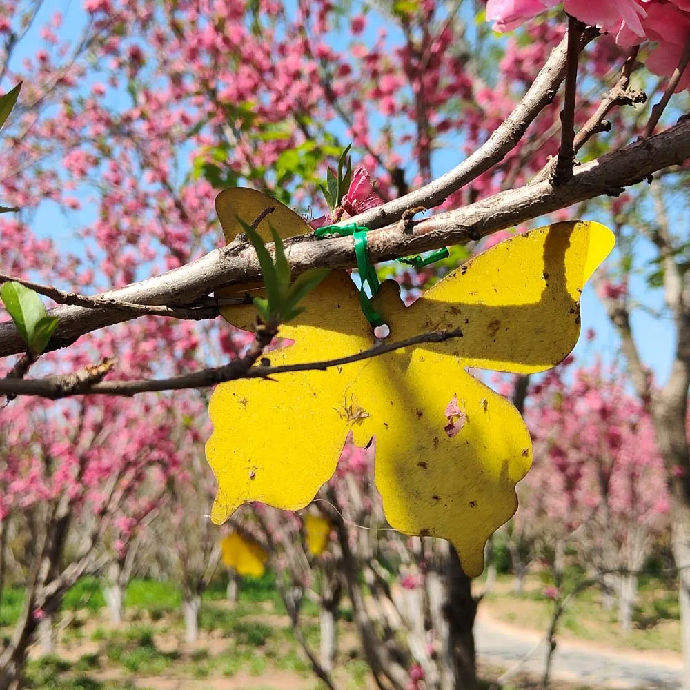 12CM  Butterfly Shape Whitefly Aphids Thrips Fungal Gnat Mosquitoes Fruit Flies Traps GN Technology