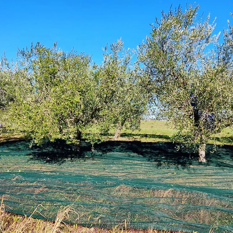 High strength polyethylene mesh for fruit rete raccolta 5*10m 70GSM olive net