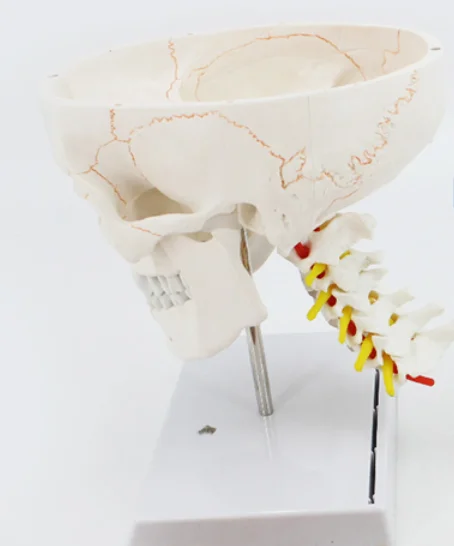 adult 1:1Medical simulation pure white Human skull model Skull anatomy Skeleton specimen with spine