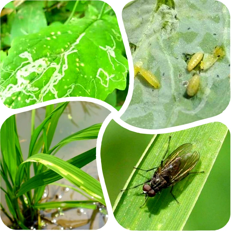 Top Selling Insect Sticky Trap Pest Control With Super Glue 20*25 cm For Greenhouses Orchards