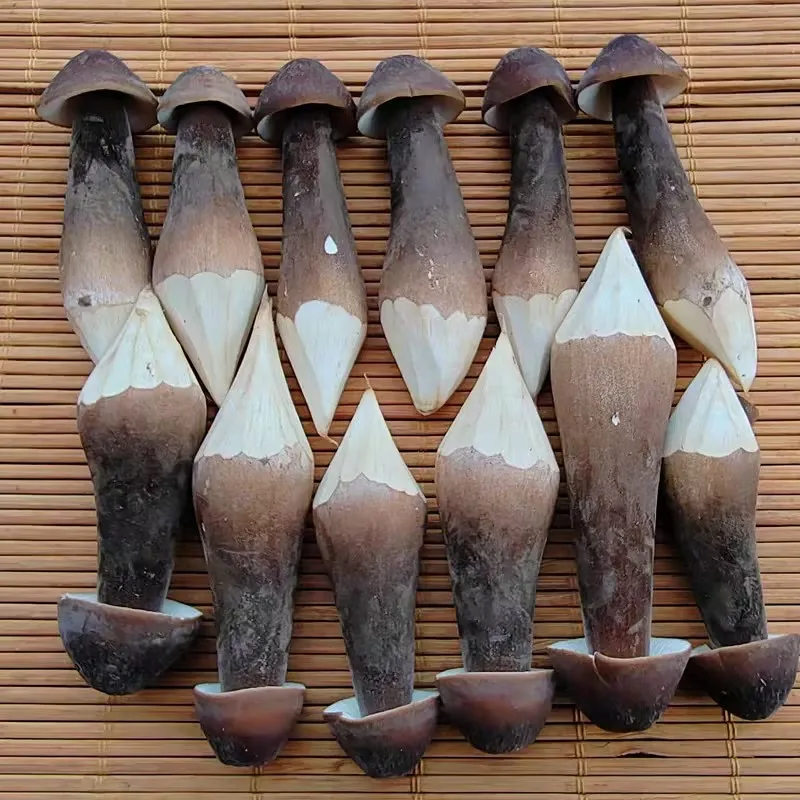 DETAN High quality Black Royal Chestnut Fresh Collybia albuminosa