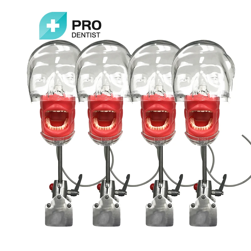 Dental Simulator Phantom Head Model for Education Dentist Training Practice