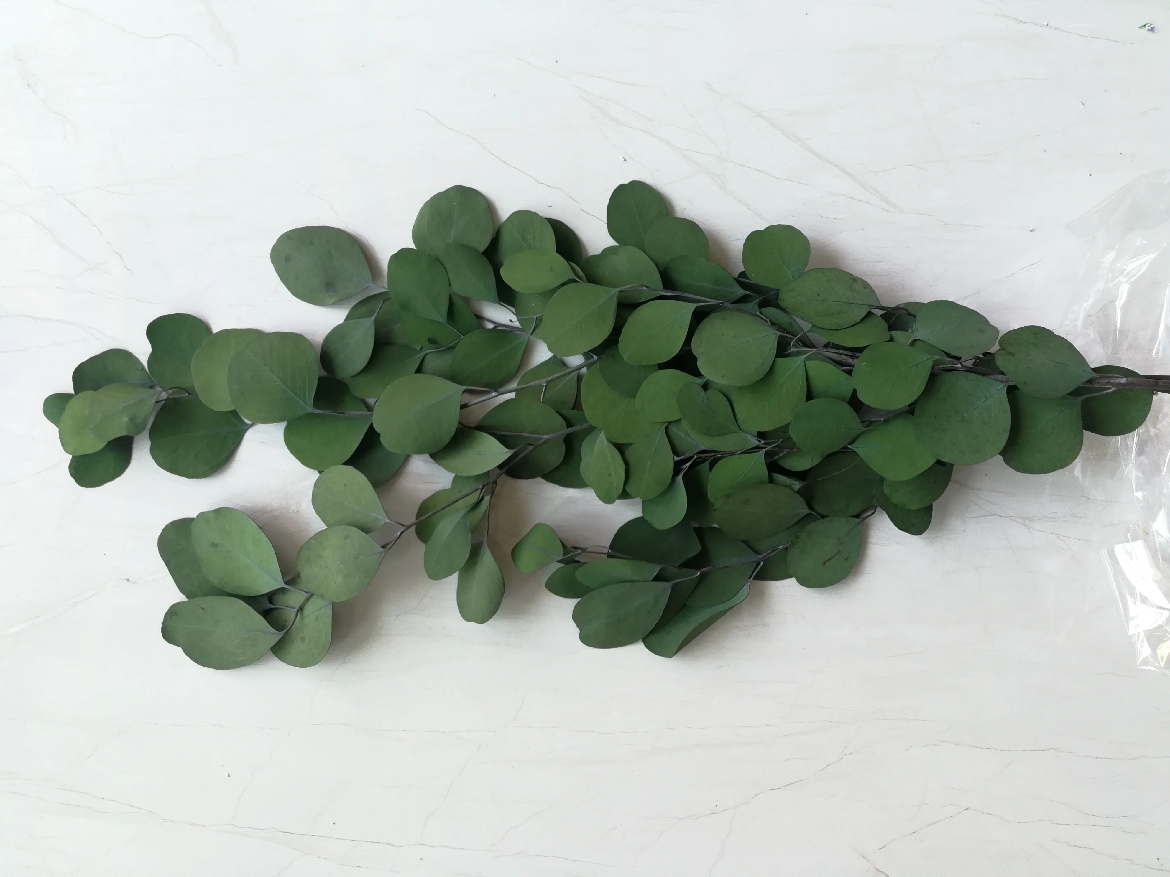 Cheap wholesale Eucalyptus Preserved leaf Stabilzied Eucalyptus Leaves