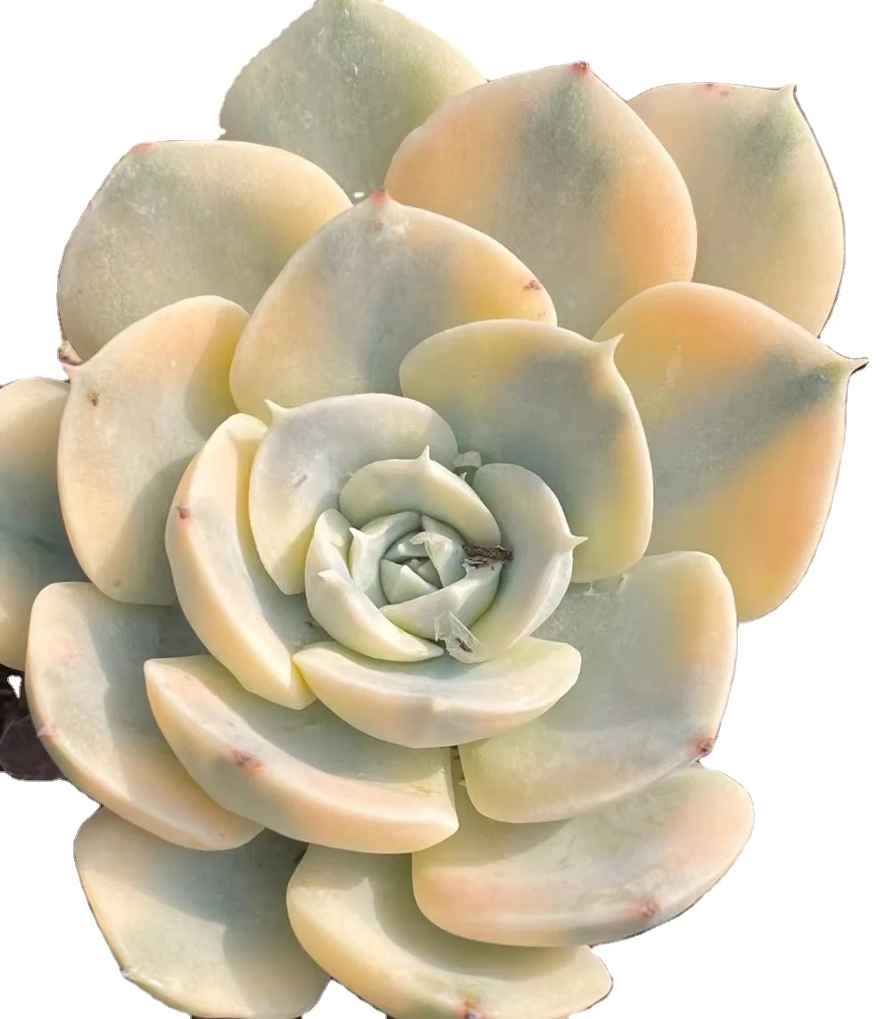 Juicy plant indoor home decoration