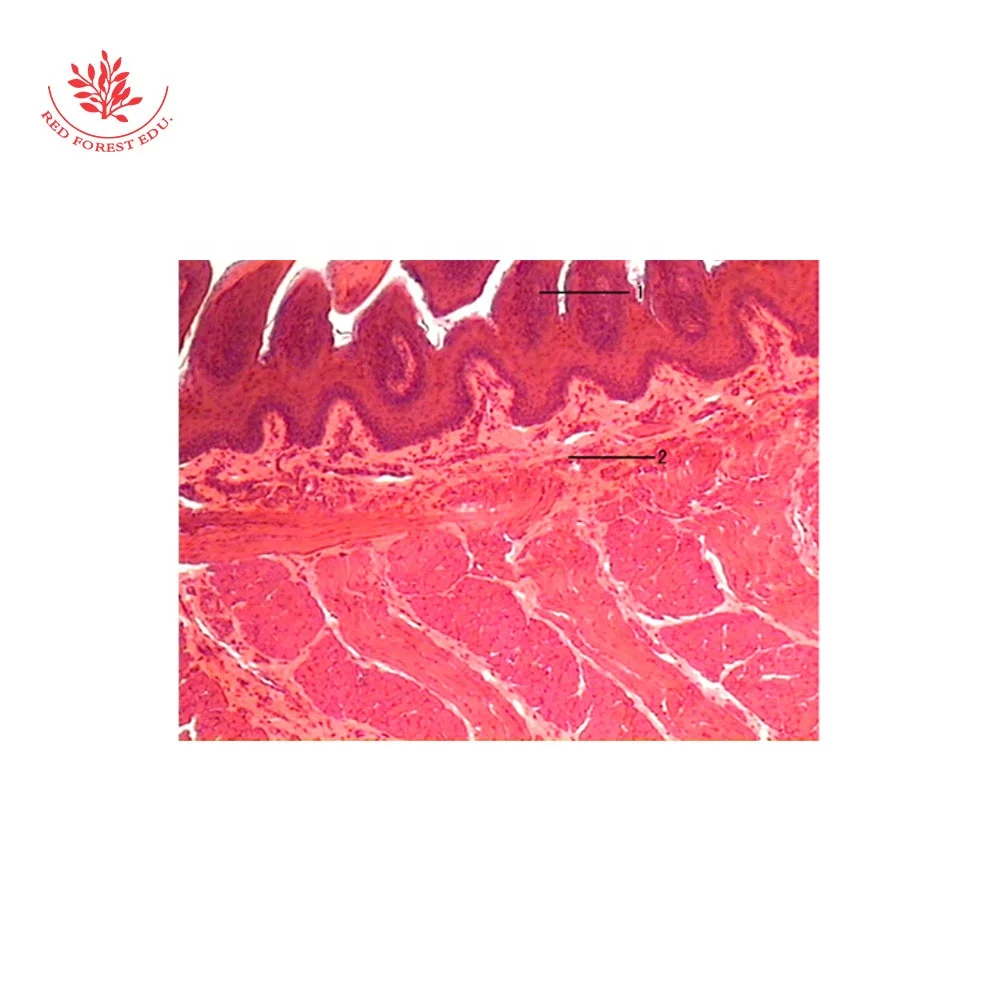 Prepared Slides Animal Tissues Microscope Prepared Slides Set of 12