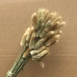 Home Wedding Decorative Bouquet Real Dried Reed Bunny Tail Pampas White Color Dried Natural Small Big Large Pampas Grass