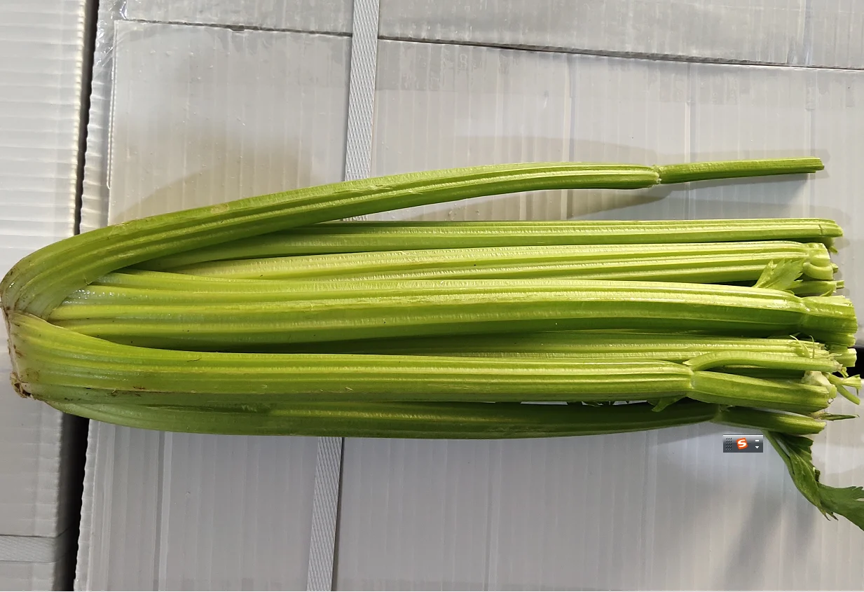 Большая оптовая продажа свежего Сельдерея