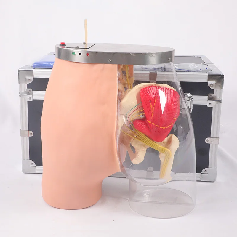 Advanced Nursing Hip Muscle Injection Buttock Transparent Model For Medical training