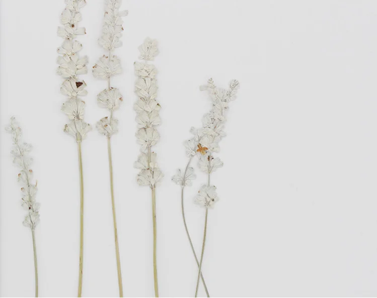 Real Dried Pressed Flower Sage