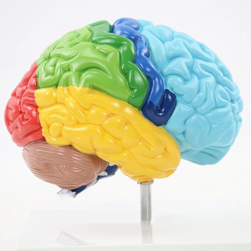 Модель человеческого мозга анатомия и демонстрационная подставка Полноразмерная модель с цветовым кодом для обучения науки классной школы