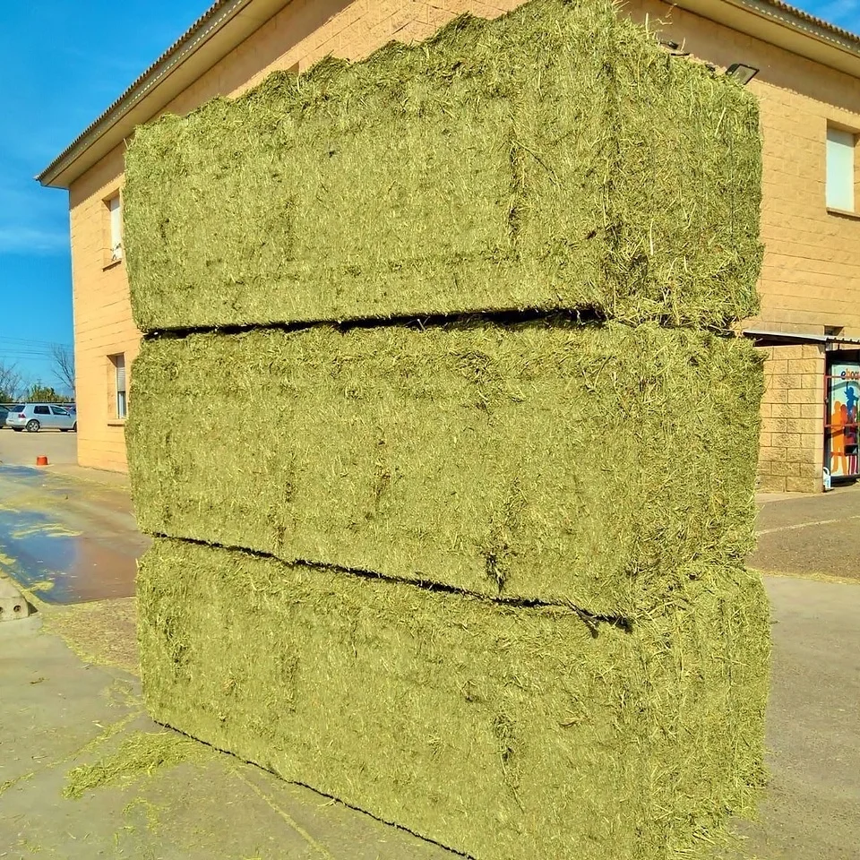 Premium Grade A+ dried Timothy Hay sheep Animal Feed cubes sudan spain price per ton Alfalfa Hay bales for sale
