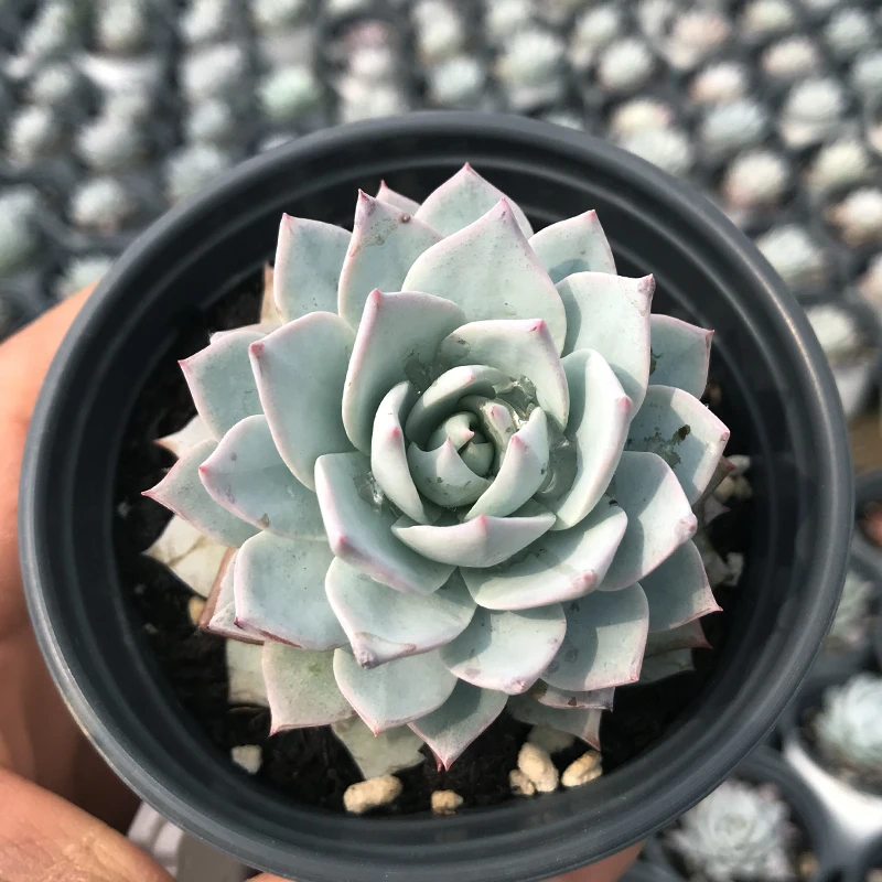 
Pink Bluebird seal Live succulent plants natural indoor for desk China plant farm 