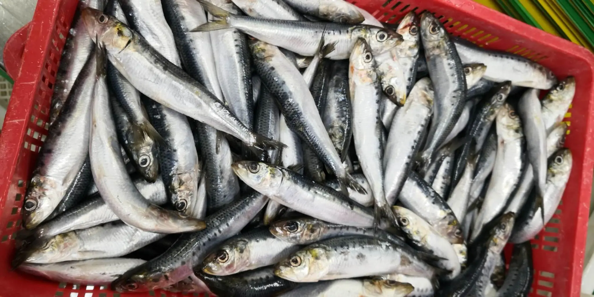 Hot sale IQF sardine  whole round import export wholesale