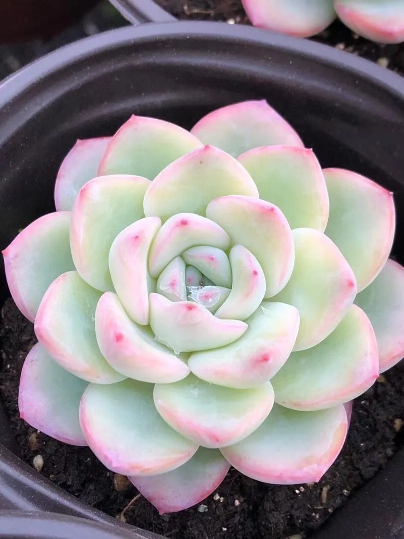 Wholesale indoor home decorative succulent