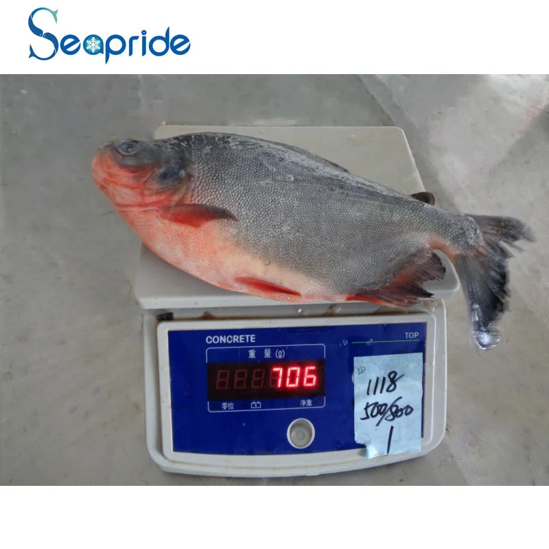 frozen silver pomfret