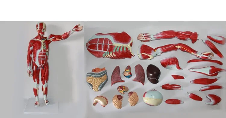 26cm Human Torso Model  Anatomy Assembly Model for Medical Teaching