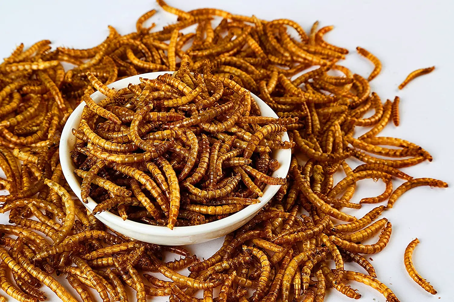 mealworm feed cricket mealworm food turtle gecko mealworm bulk pet food