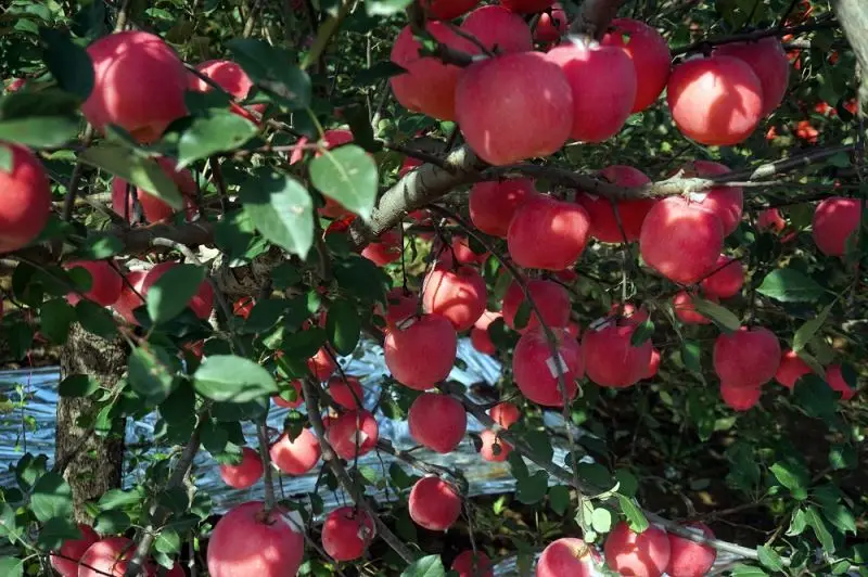 Factory Direct Price Sweet And Delicious Fresh Red Fuji Apple