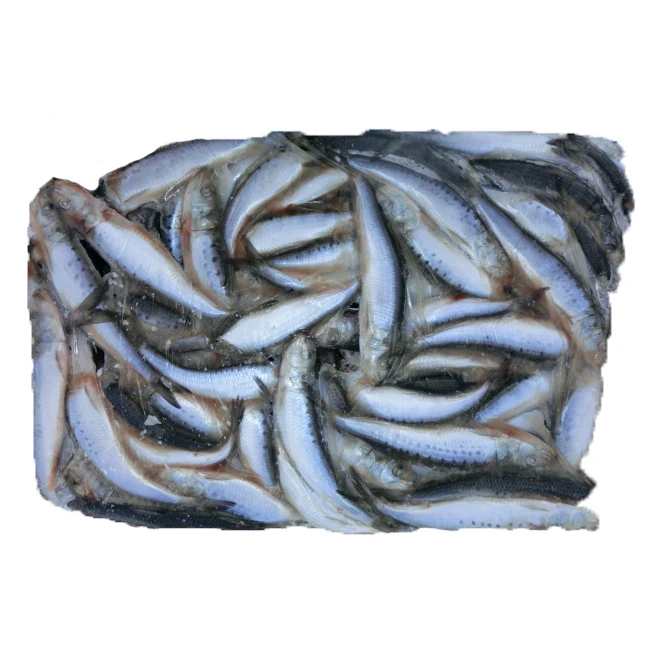 
High quality IQF freshness sardine in fish frozen seafood in bulk HACCP for fishing bait lures raw material 