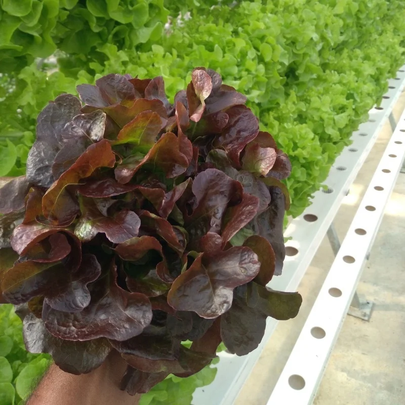 hydroponic growing systems pvc nft hydroponic gully pipe