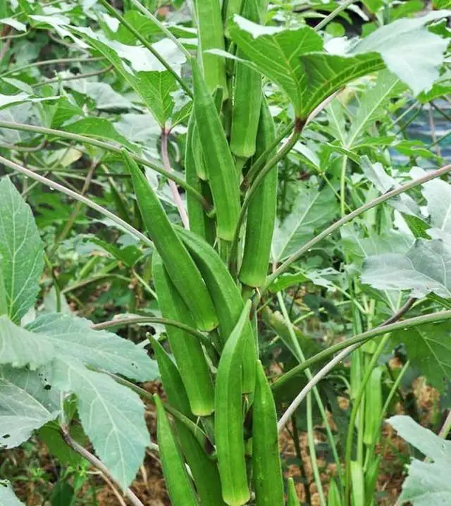 Китайские гибридные семена хорошего качества F1 Okra