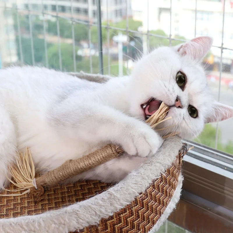 Natural Matatabi Polygonum Silvervine Raffia Grass Sticks Cat Tooth Cleaning Chew Bite Cat Toys