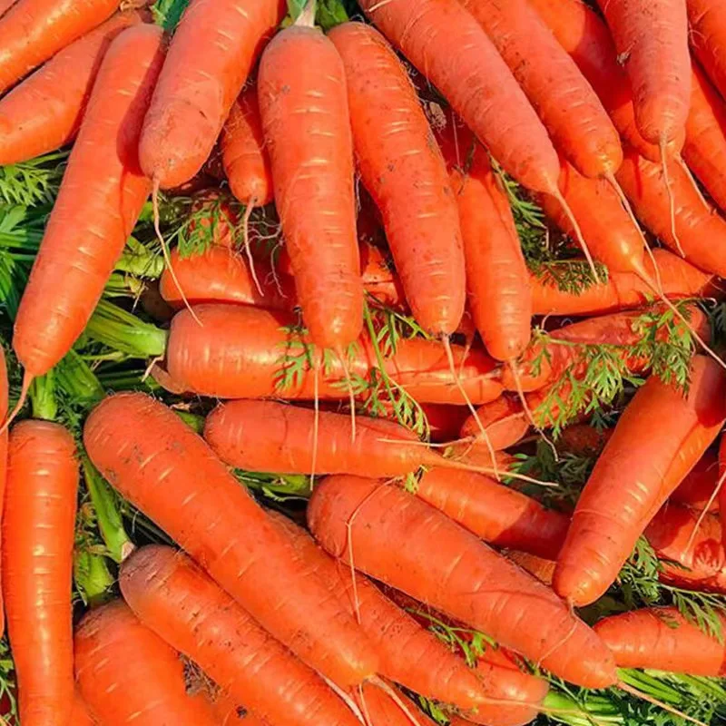 Chinese Farm Wholesale Baby Carrot S M L 2L 3L Xiamen Fresh Bulk Carrot Fresh Carrot Vegetable