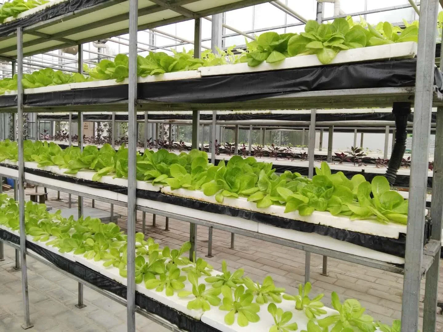 Hot Galvanizing Frame Multi-span  Glass  Hydroponic System Greenhouse /Hydroponic Greenhouse for Vegetables