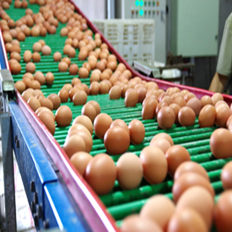 Лучшая заводская цена 100% натуральный высококачественный сухой порошок яичного желтка