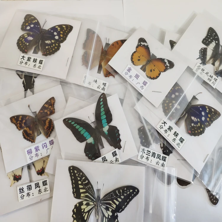 Домашний декор, детские подарки, красивый натуральный образец засушенной бабочки Taxidermy