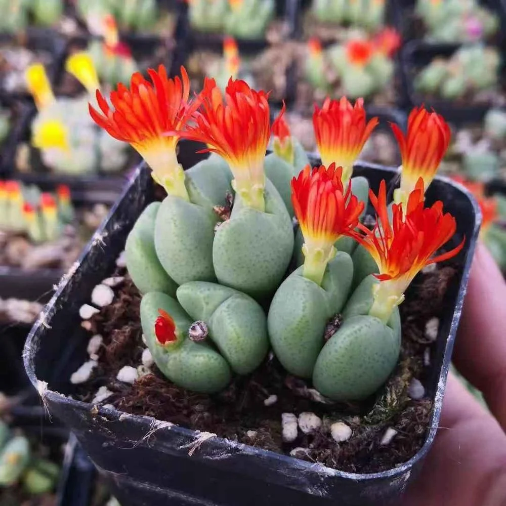 Succulent plant Live Lithops Conophytum bilobum  Indoor Plants Wholesale For Nursery Natural