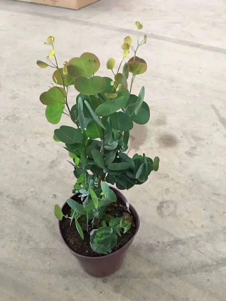 
wholesale indoor ornamental natural plant Eucalyptus robusta 