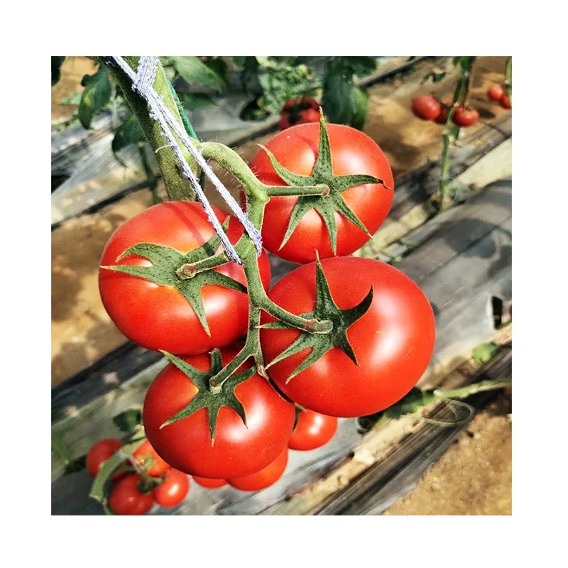 
Big Red High Yield Virus Resistant Indeterminate Hybrid F1Tomato Seeds for greenhouse 