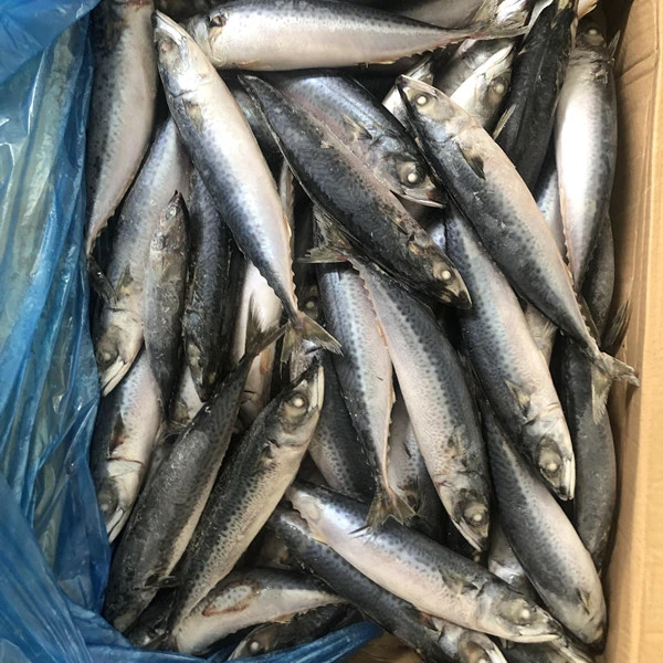 Замороженная рыба-скумбрия BQF Chub Тихоокеанская скумбрия
