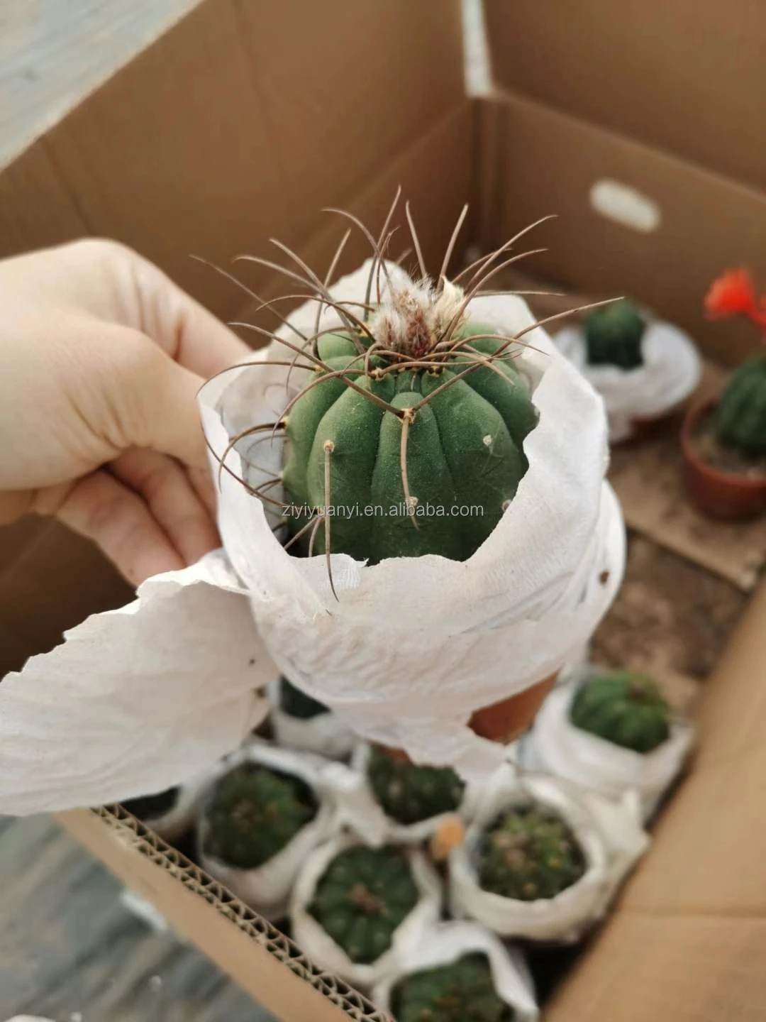 
New type green plant with pot plant greens for home garden decoration cactus 