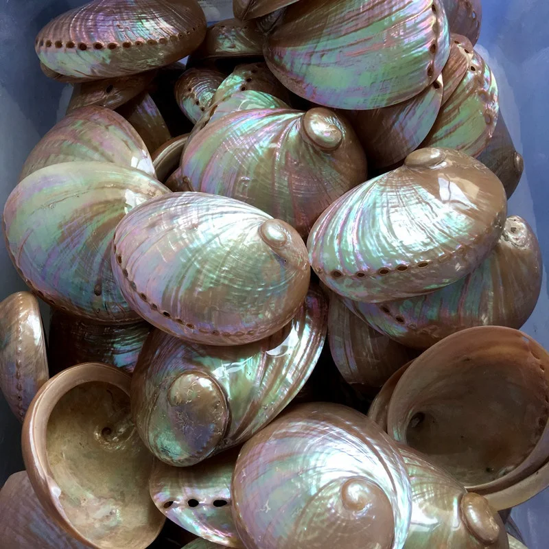 Полированная Натуральная Зеленая губа paua shell crafts для украшения и изготовления ювелирных изделий