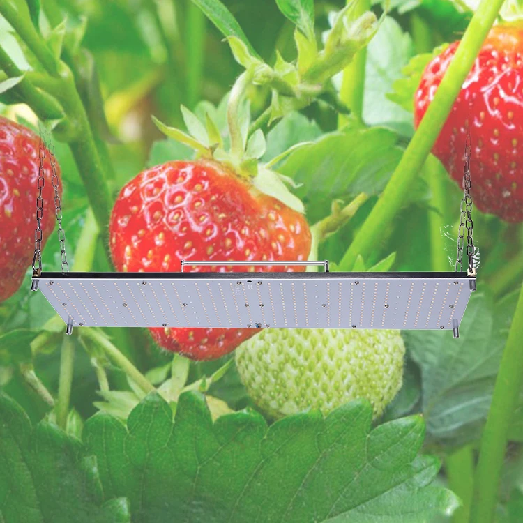 Free Shipping Etl Dlc Listed Commercial Grow light 2.9 Umol J 240w 480w 720w 960w Qb288 Led Grow Lights