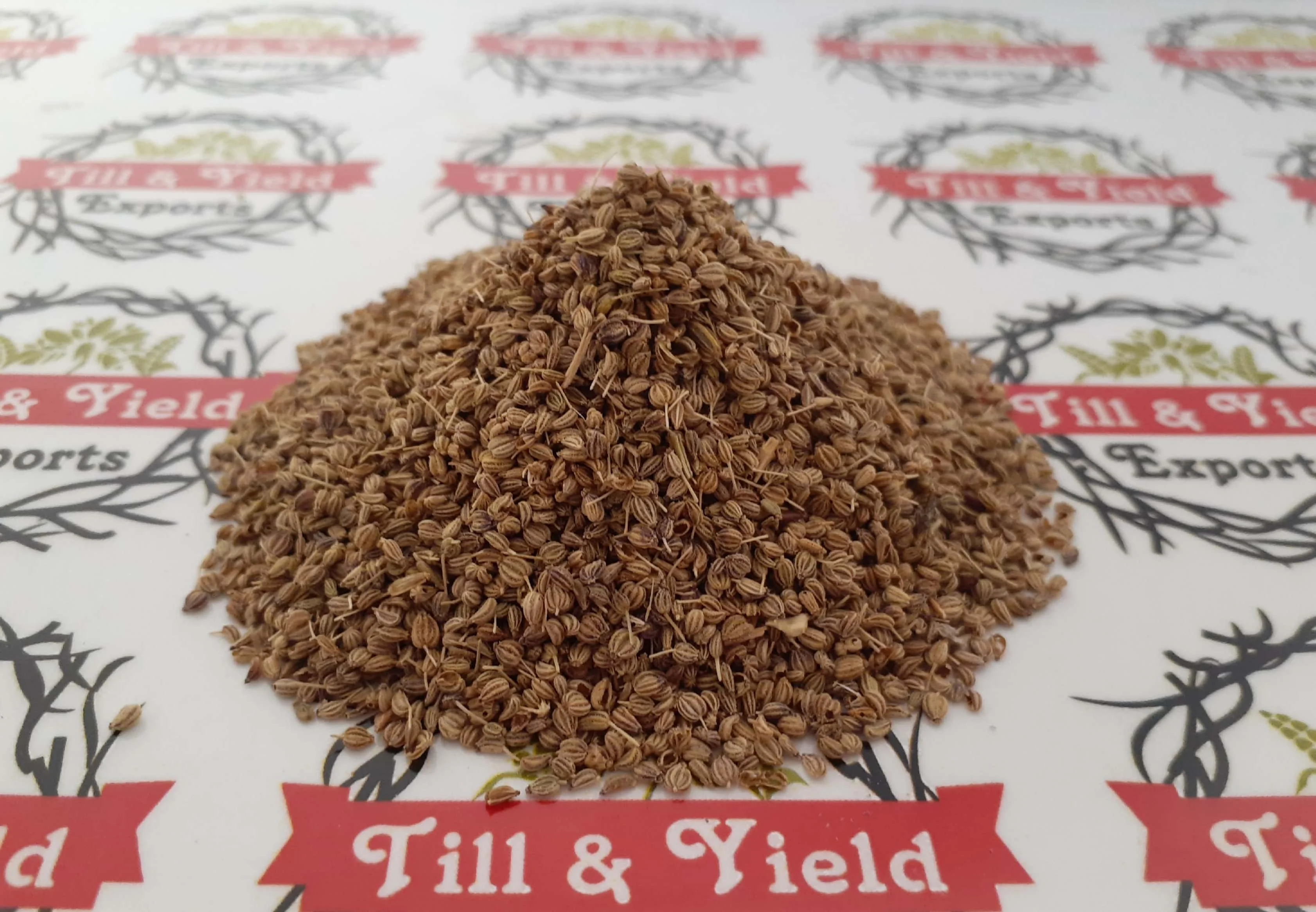 Ajwain Seed (Kani) - Trachyspermum Ammi Seed Fight Bacteria And Fungi Carom Seeds Have Powerful Antibacterial And Antifungal