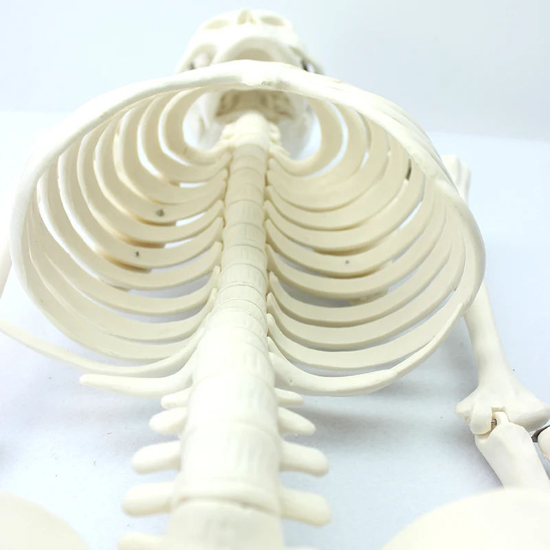 Human Teaching Skeleton Model Spinal Column Model 85cm Human Skeleton with Natural size of pvc