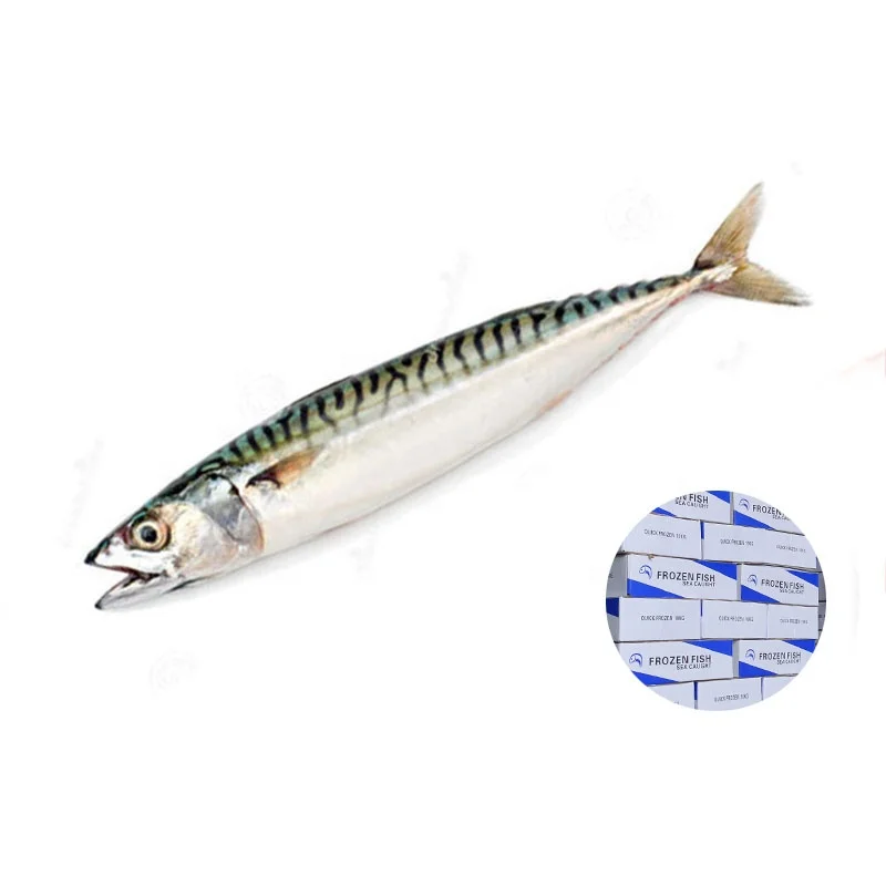 Scientific Name Scomber Japonicus 400-600G Fish Frozen Mackerel
