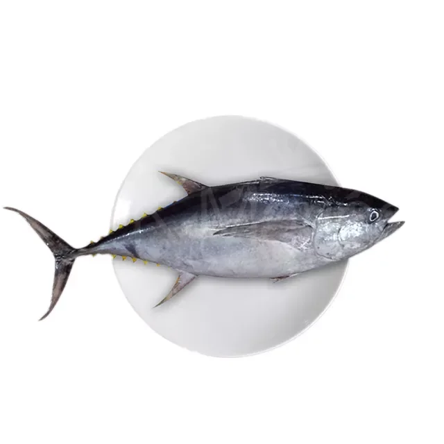 7.5kg Frozen Albacore Tuna Fish Can Fillets (1600682154415)