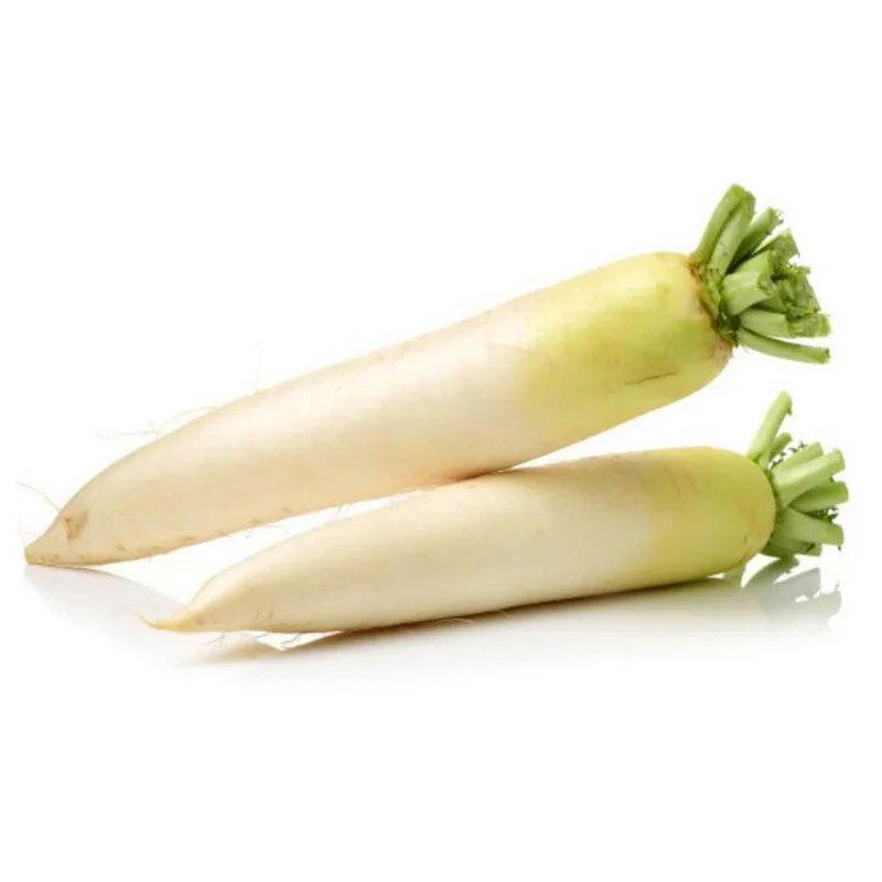 New season daikon radish vegetable CIF offer China