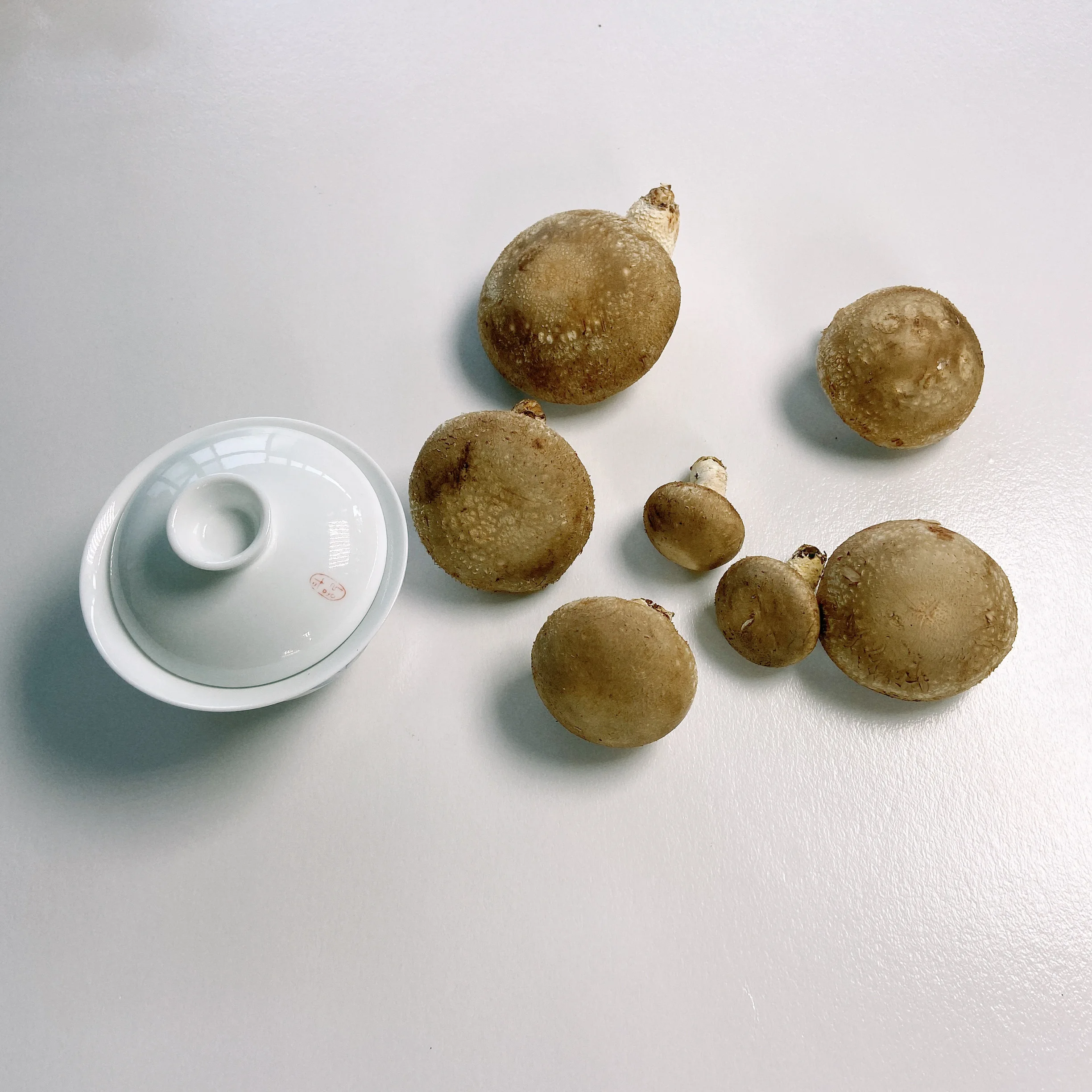 Selected Light Tawny Solidus Patterned Fresh Mushroom For Sale