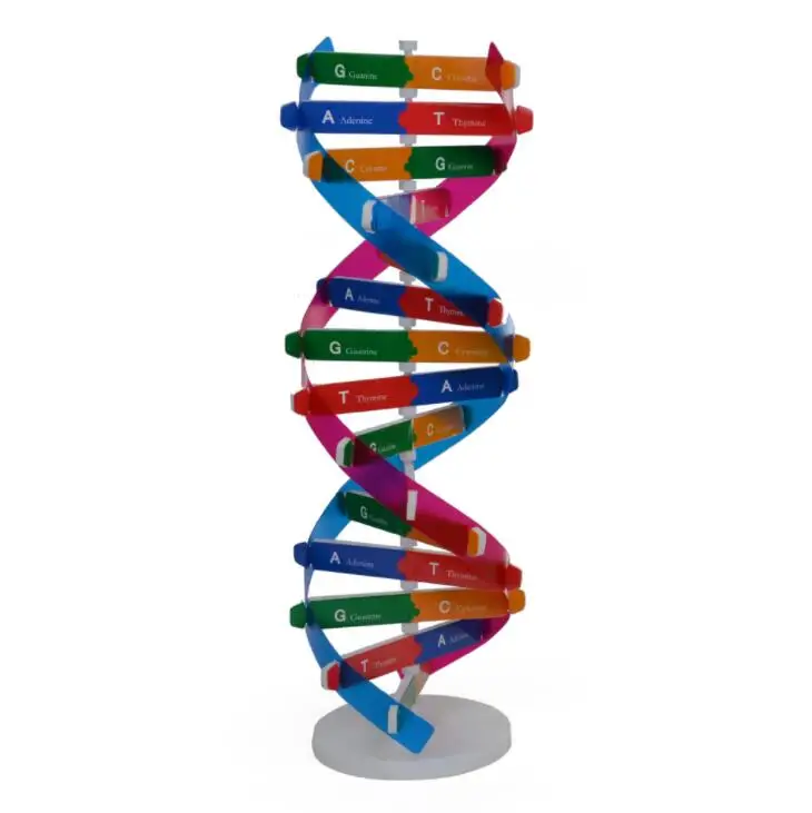 DIY Stem human DNA double helix model popular science biological science experimental equipment and teaching AIDS